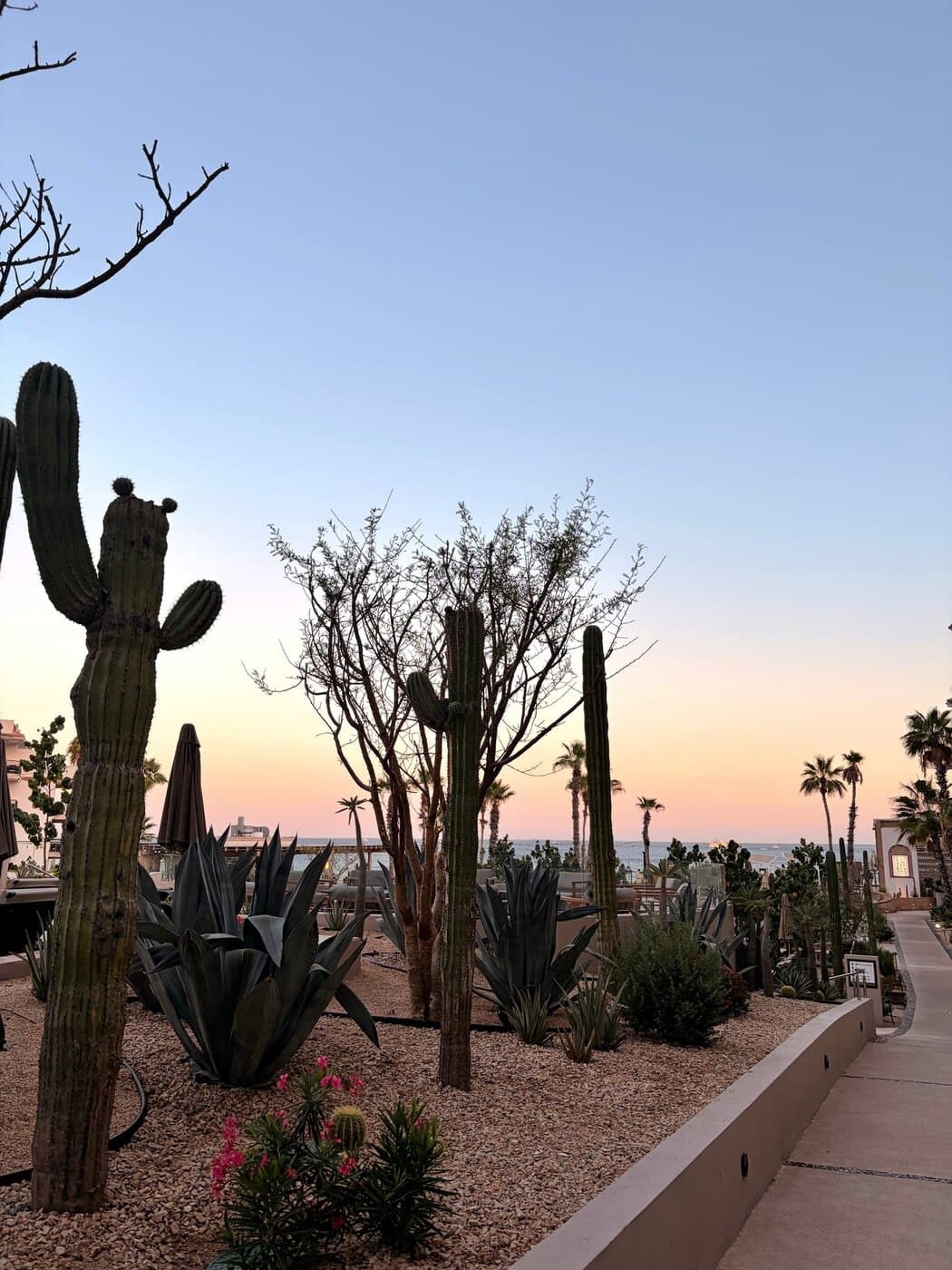Atardecer entre cactus y palmeras frente al mar